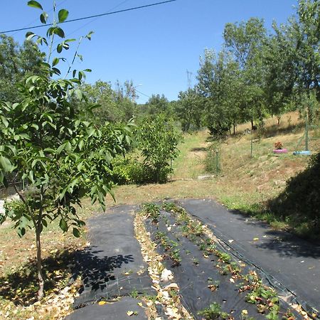 Bungalow "A Choupana" - Quinta Da Carvoica - Vale Pradinhos Vale de Pradinhos Kültér fotó