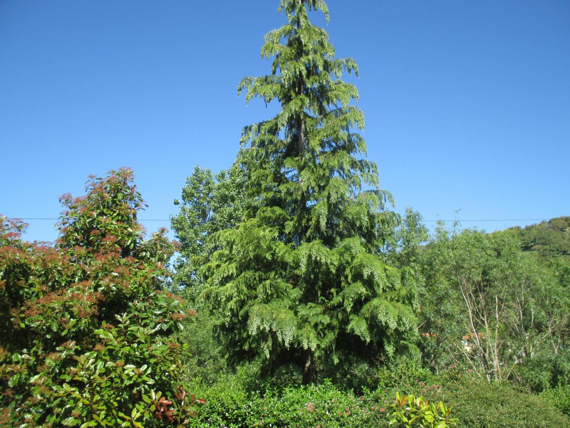 Bungalow "A Choupana" - Quinta Da Carvoica - Vale Pradinhos Vale de Pradinhos Kültér fotó
